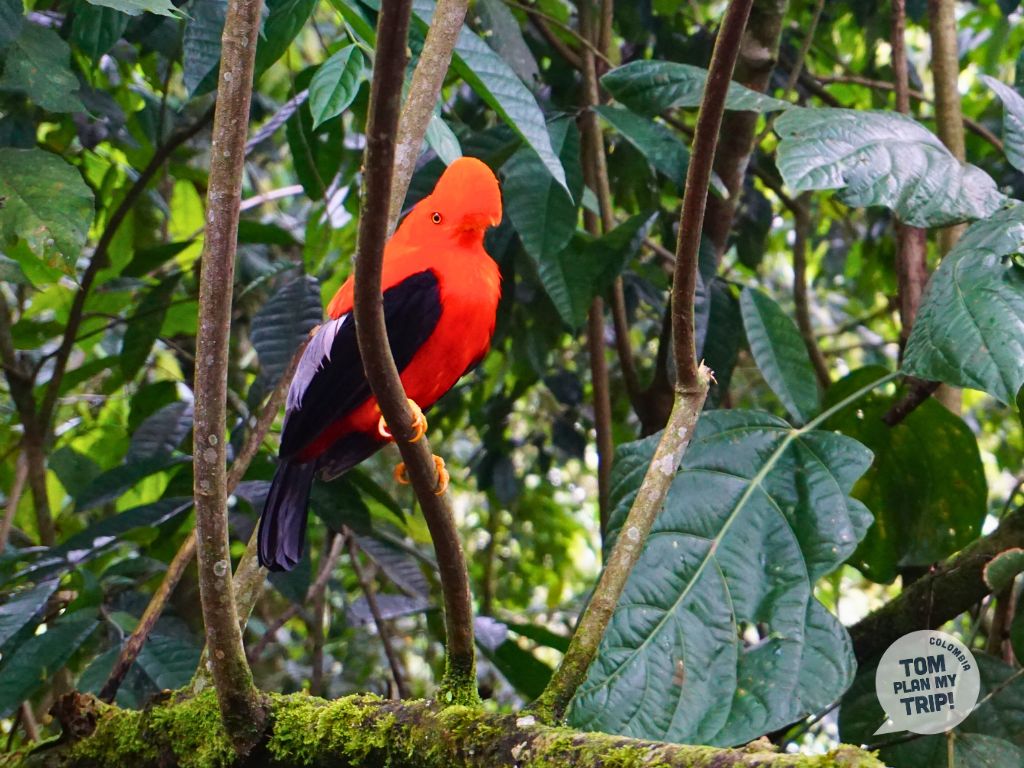 Cock of the rock - Jardin Antioquia Colombia (3)