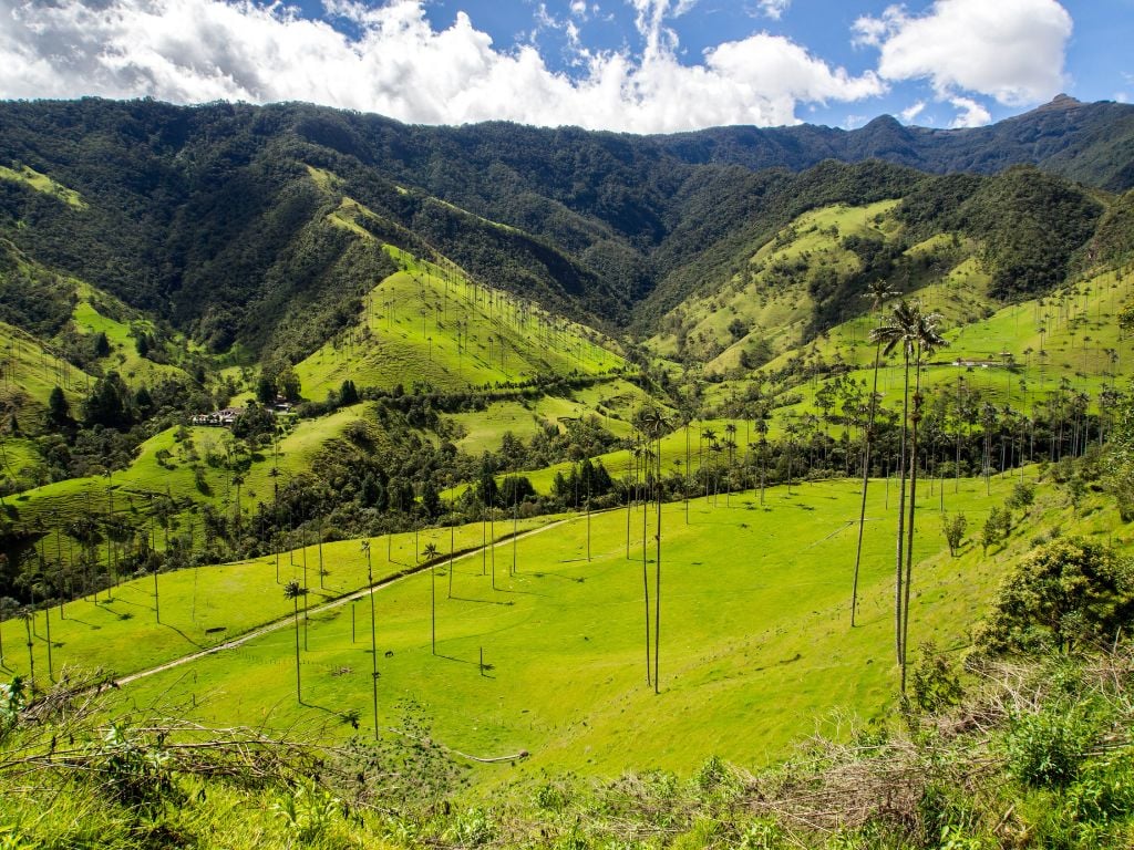 Cocora Valley Salento Coffee Region (1)