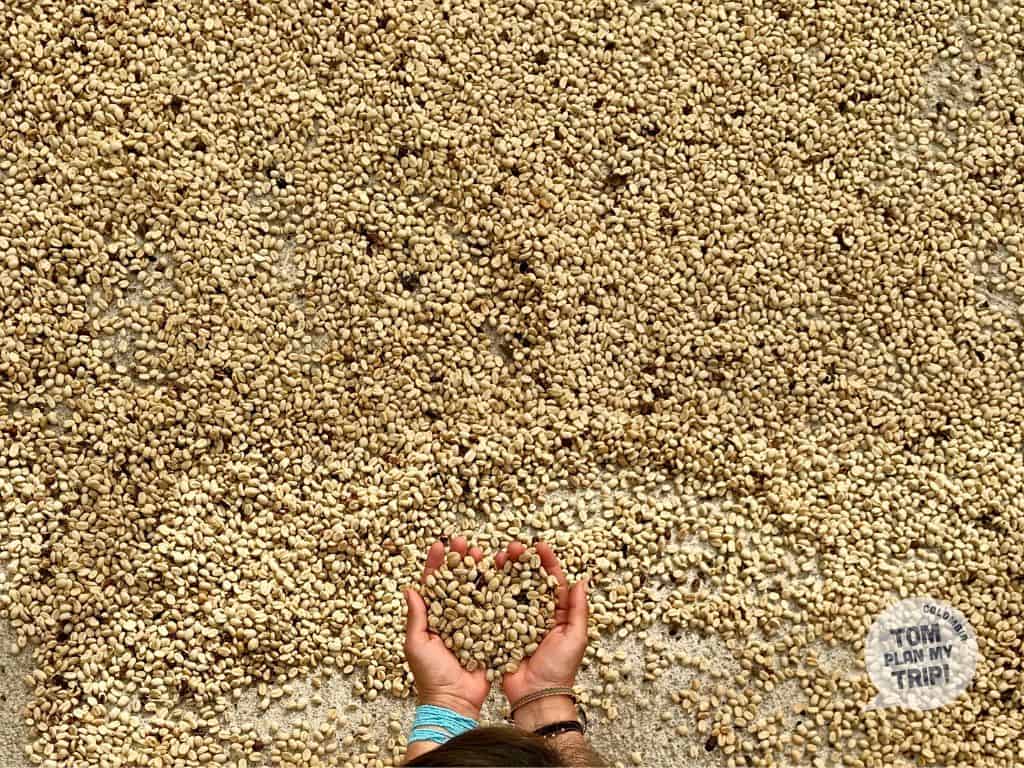 Coffe Tour Jerico Antioquia Colombia