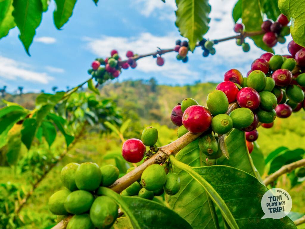 Coffee Antioquia