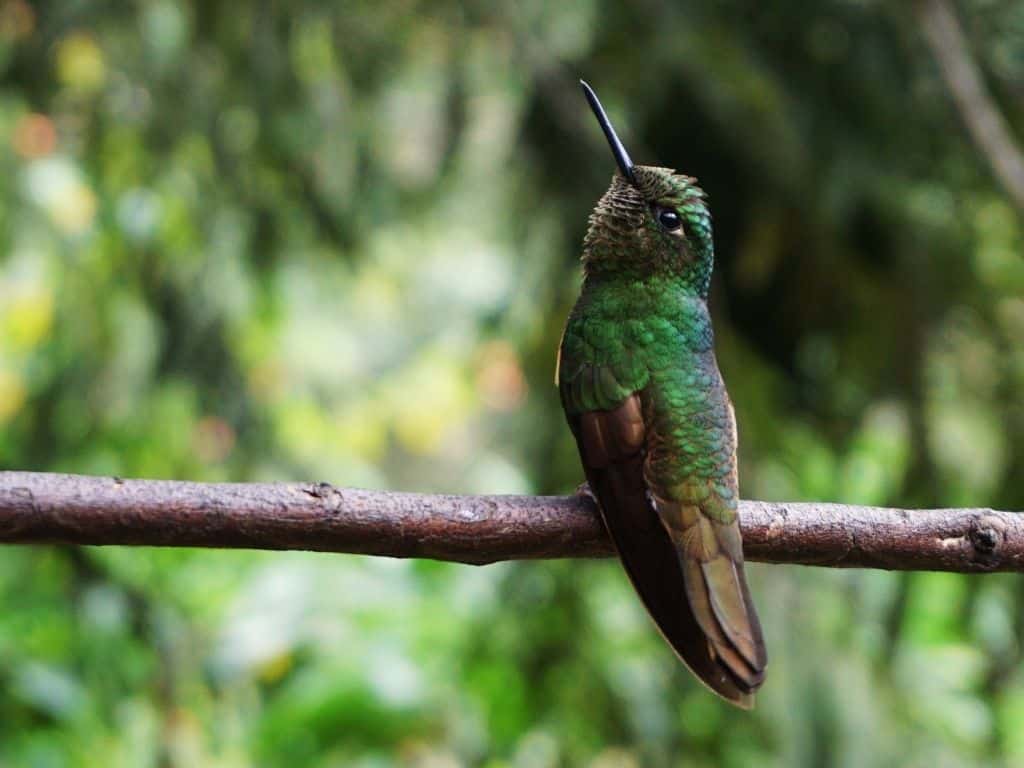 Coffee region - Cocora Valley - Colibri