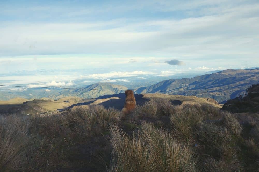 Dog Purace popayan