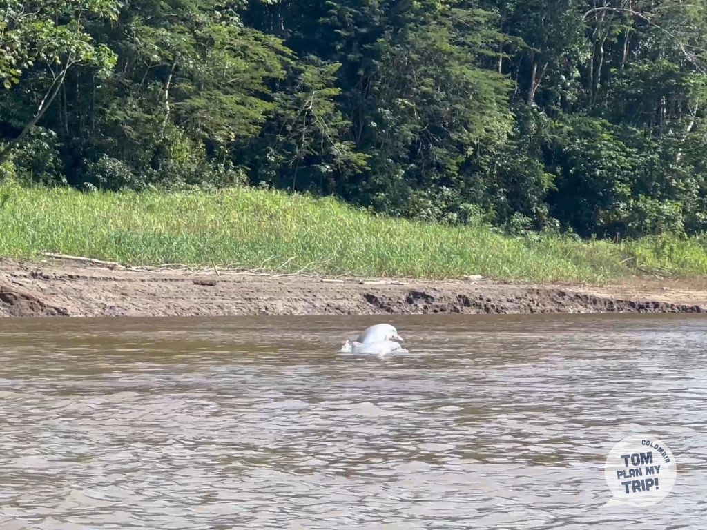Dolphin San Martin Amazon Colombia