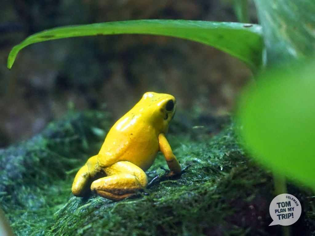 Frog Guachalito Nuqui Choco Pacific Coast Colombia