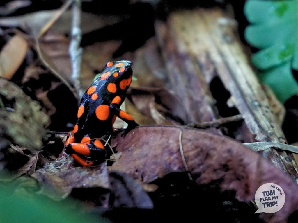 Frog Guachalito Nuqui Choco Pacific Coast Colombia
