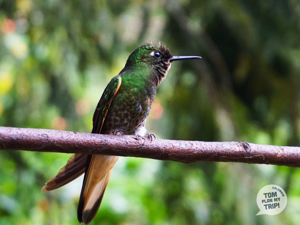 hummingbird Cocora Valley Salento Coffee Region Colombia (1)