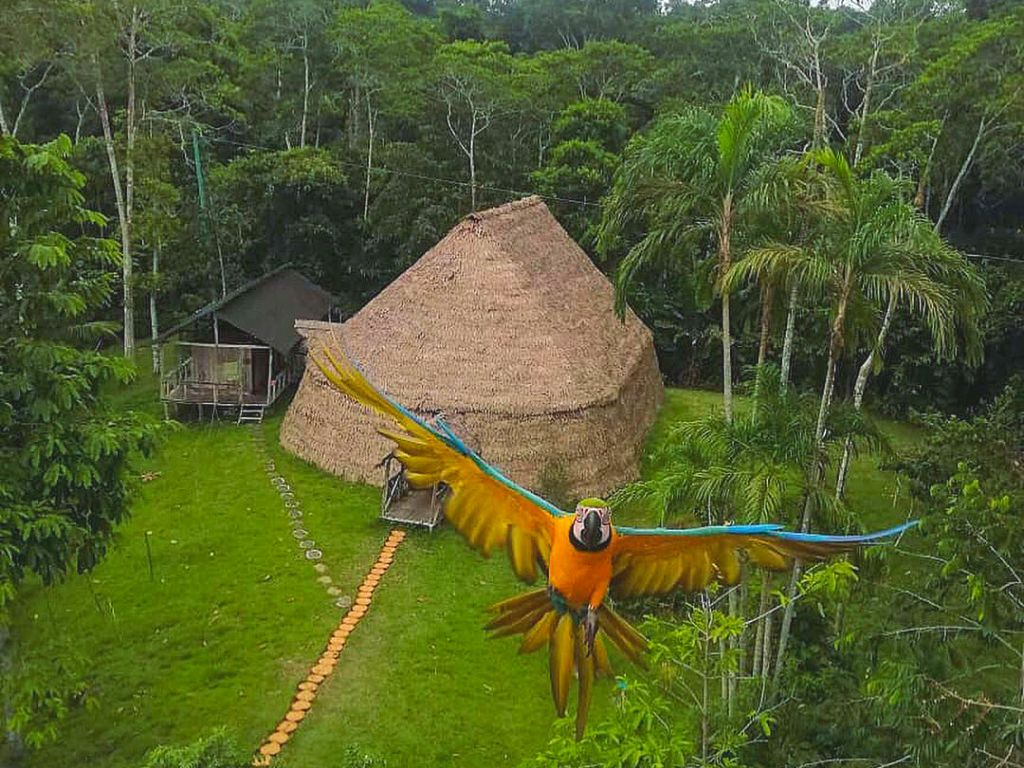HD_Palmari, Amazon (1)