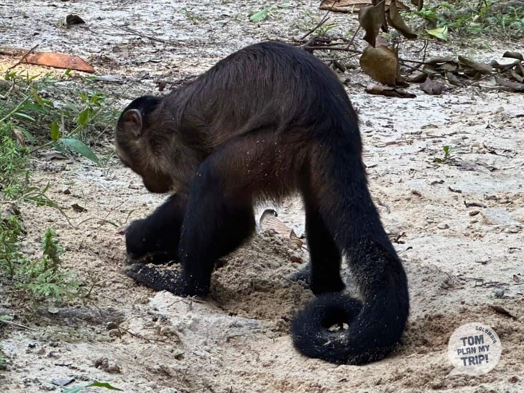 Maikuchiga Mocagua Amazon Colombia - Monket