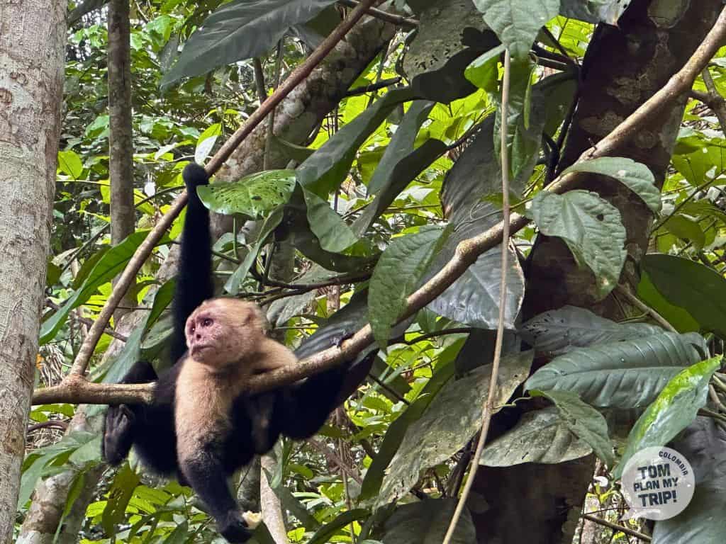 Monkey Trigana Colombia - West Caribbean Coast (1) (1)
