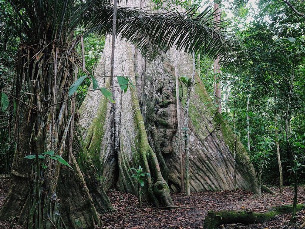 Palmari Amazon (1)