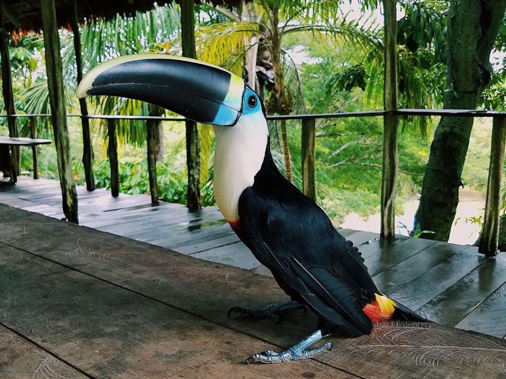 Palmari Amazon (2)