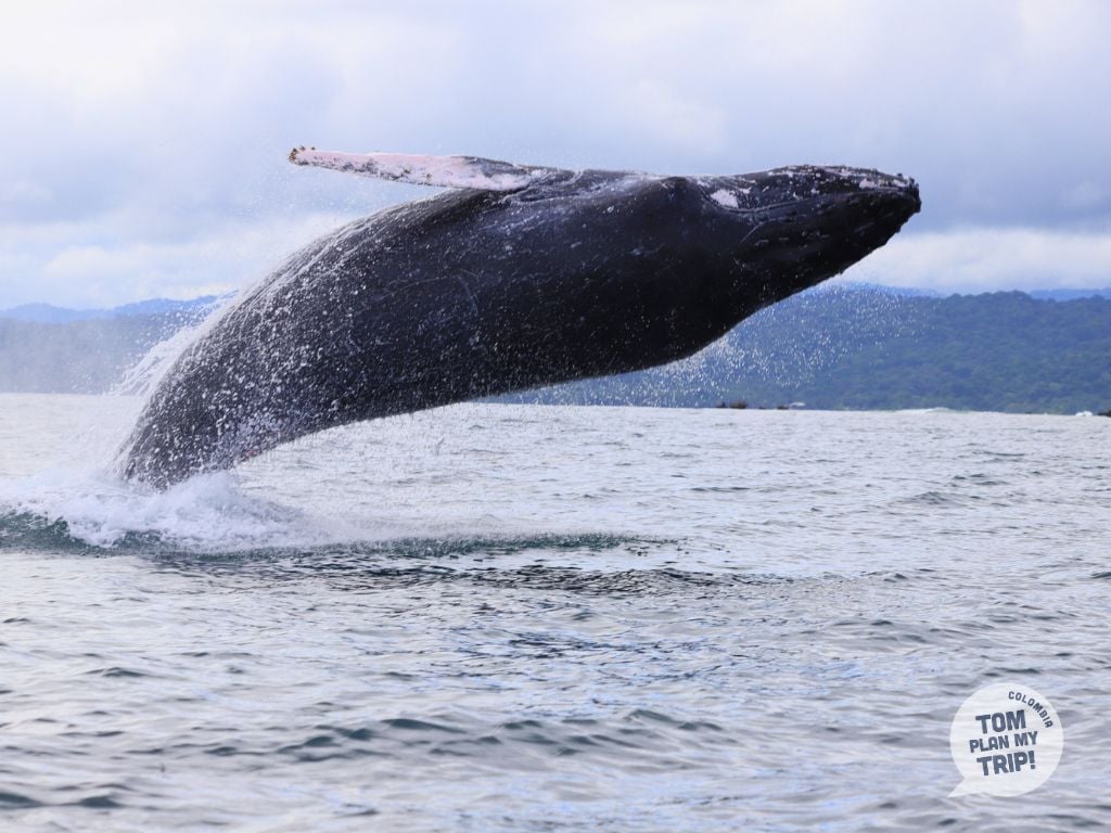 Whales Guachalito Nuqui Choco Pacific Coast Colombia