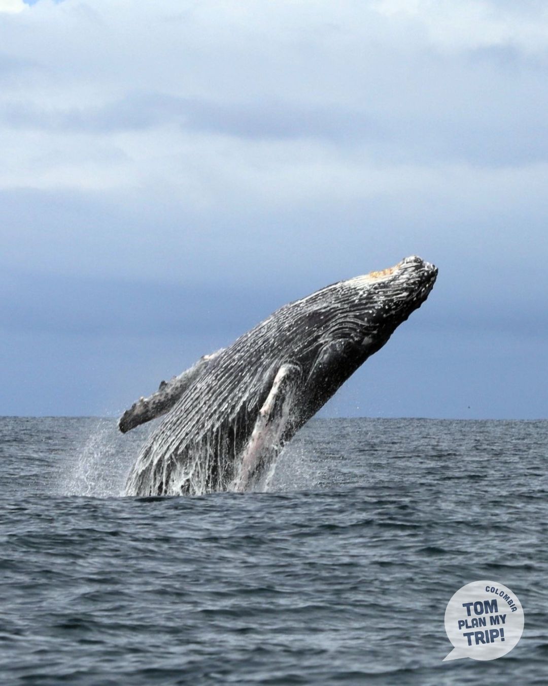 Whales Guachalito Choco Pacific Coast Colombia