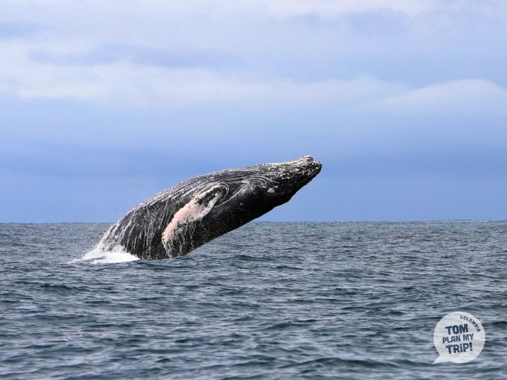 Whales Guachalito Nuqui Choco Pacific Coast Colombia