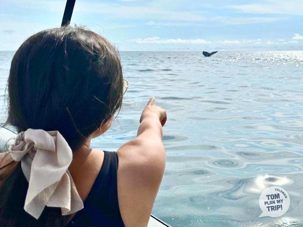 Whales tour - Bahia Solano Pacific Coast Colombia animals